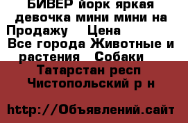БИВЕР йорк яркая девочка мини мини на Продажу! › Цена ­ 45 000 - Все города Животные и растения » Собаки   . Татарстан респ.,Чистопольский р-н